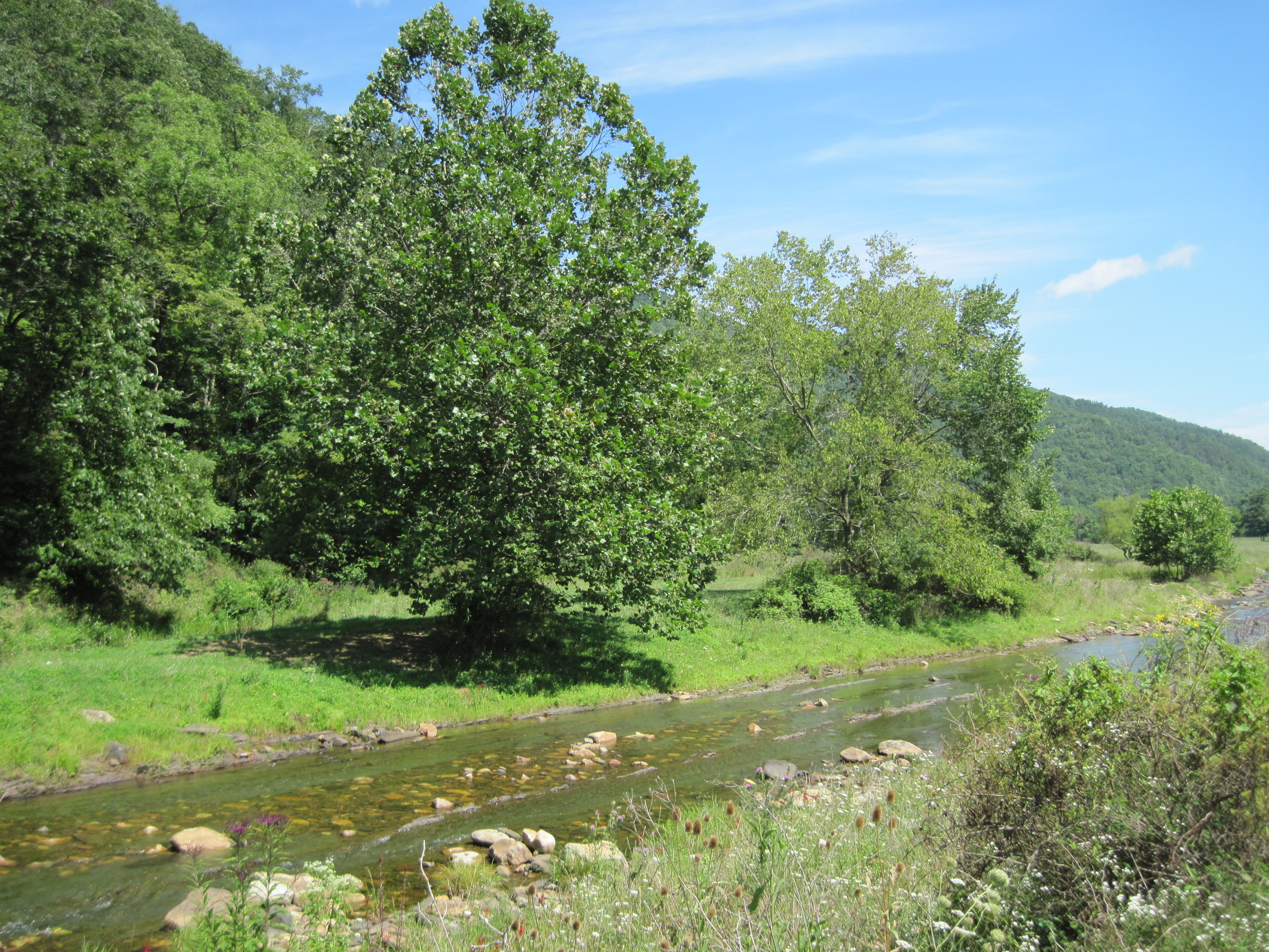 Bath County farmer protects 315 acres along two miles of Back Creek