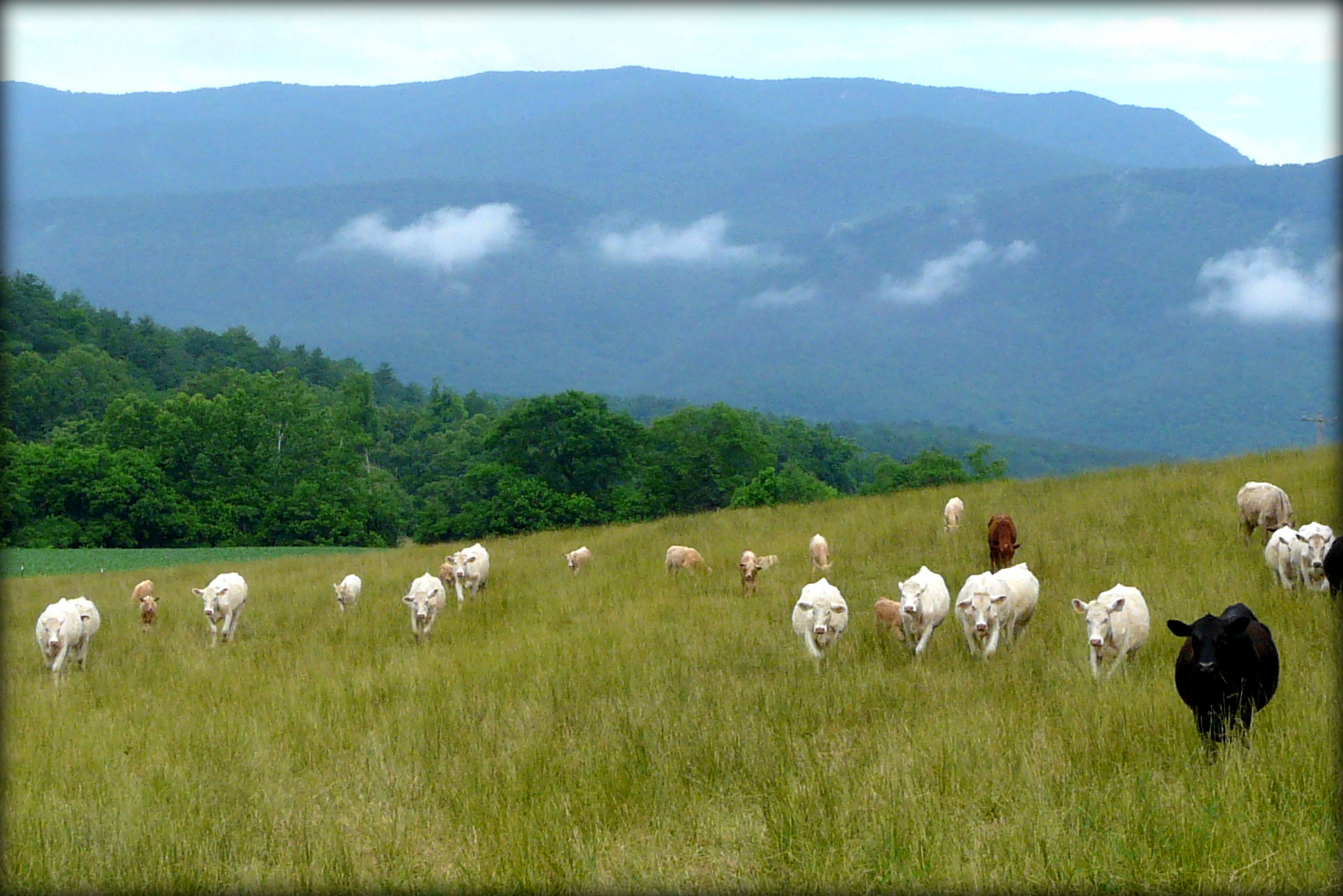 Virginia Outdoors Foundation Protected 27,300 Acres in 2014