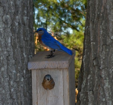 bluebird_box