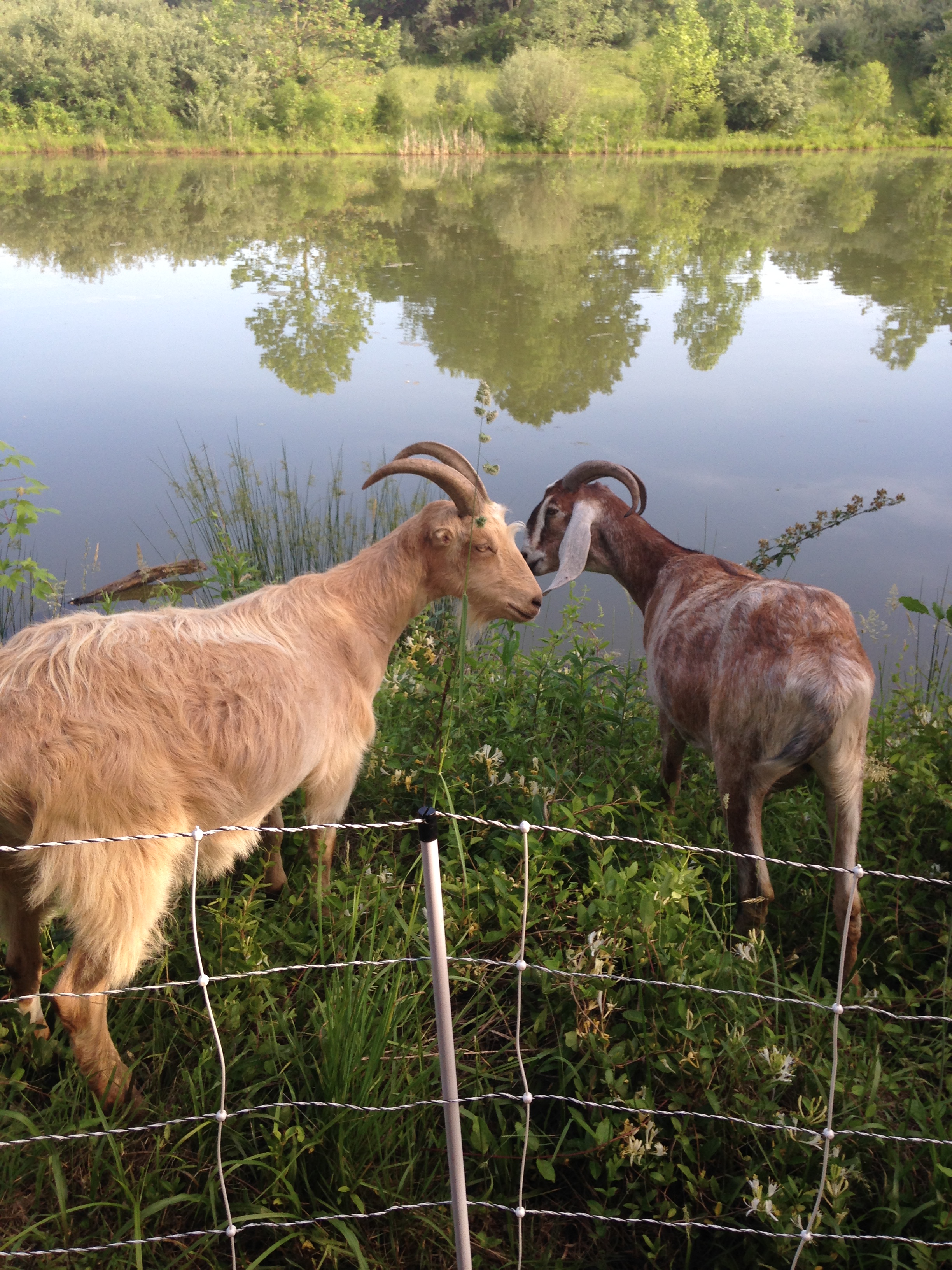 Goats at the springhouse pond