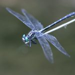 Roger's Clubtail Dragonfly