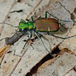 Six-spottted Tiger Beetle