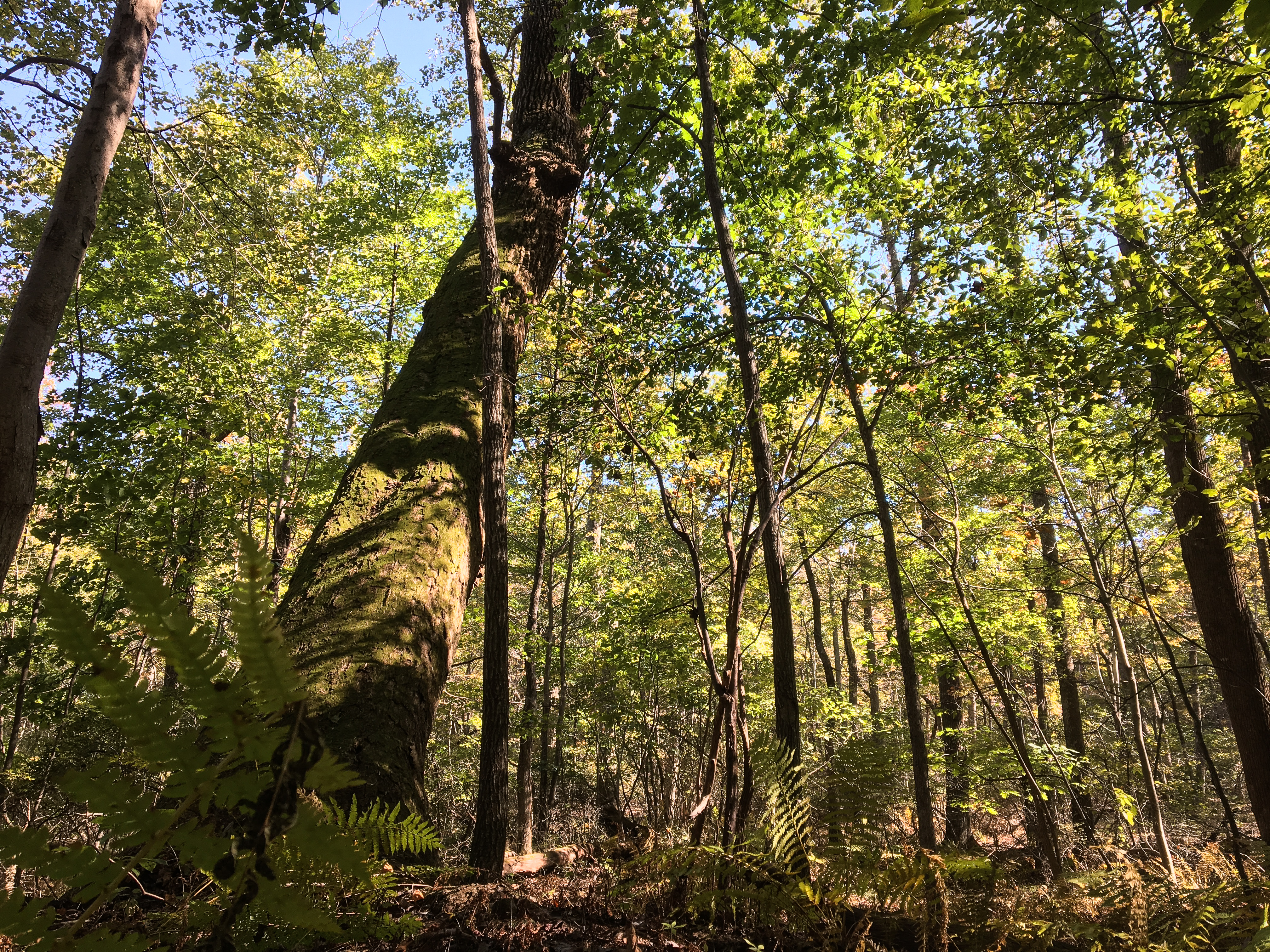 VOF announces $3.6 million for forest conservation in Southwest Virginia