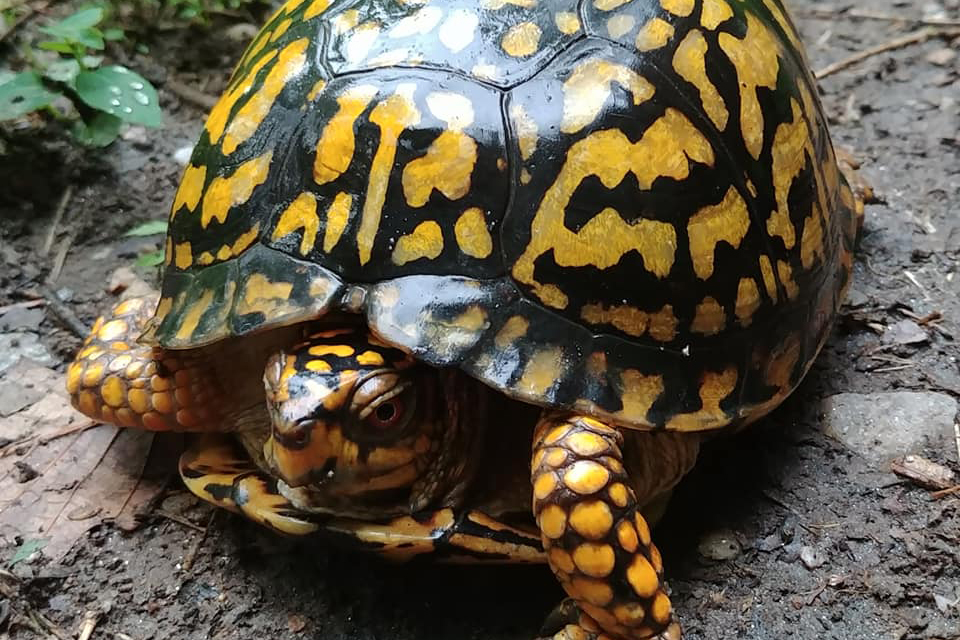 200+ species identified at first-ever Bull Run Mountains "BioBlitz"