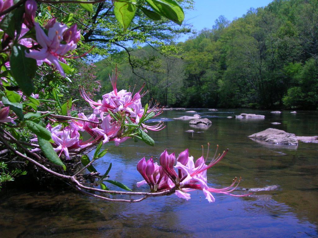 Gravely Nature Preserve, Henry County