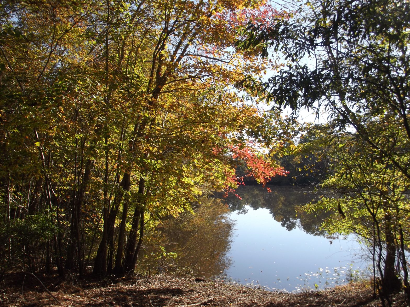 New easement in Southampton supports bat habitat, adds canoe access on the Nottoway River