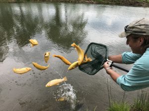 VOF to host fishing and painting events at Hayfields as planning process continues VOF to host fishing and painting events at Hayfields as planning process continues