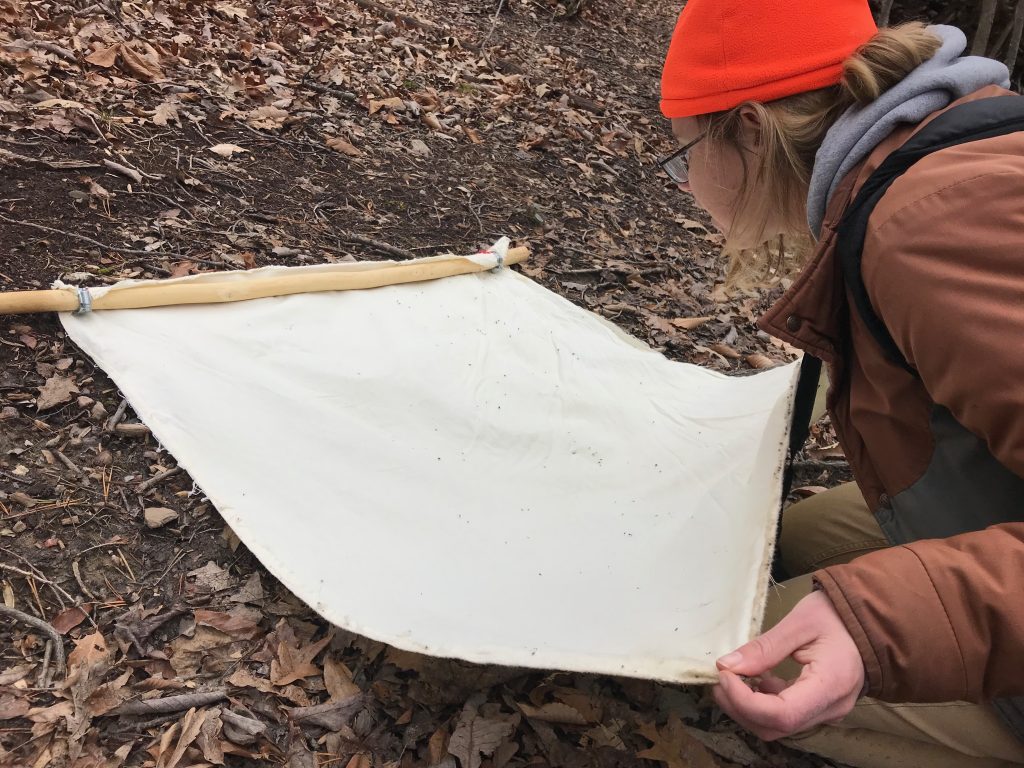 A Virginia Master Naturalist conducts a survey on everyone’s favorite arthropod at the preserve