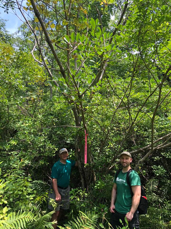 Big tree hunters visit the preserve in search of a champion Poison Sumac