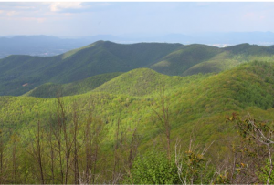 VOF announces $3.9 million for forest conservation in five counties