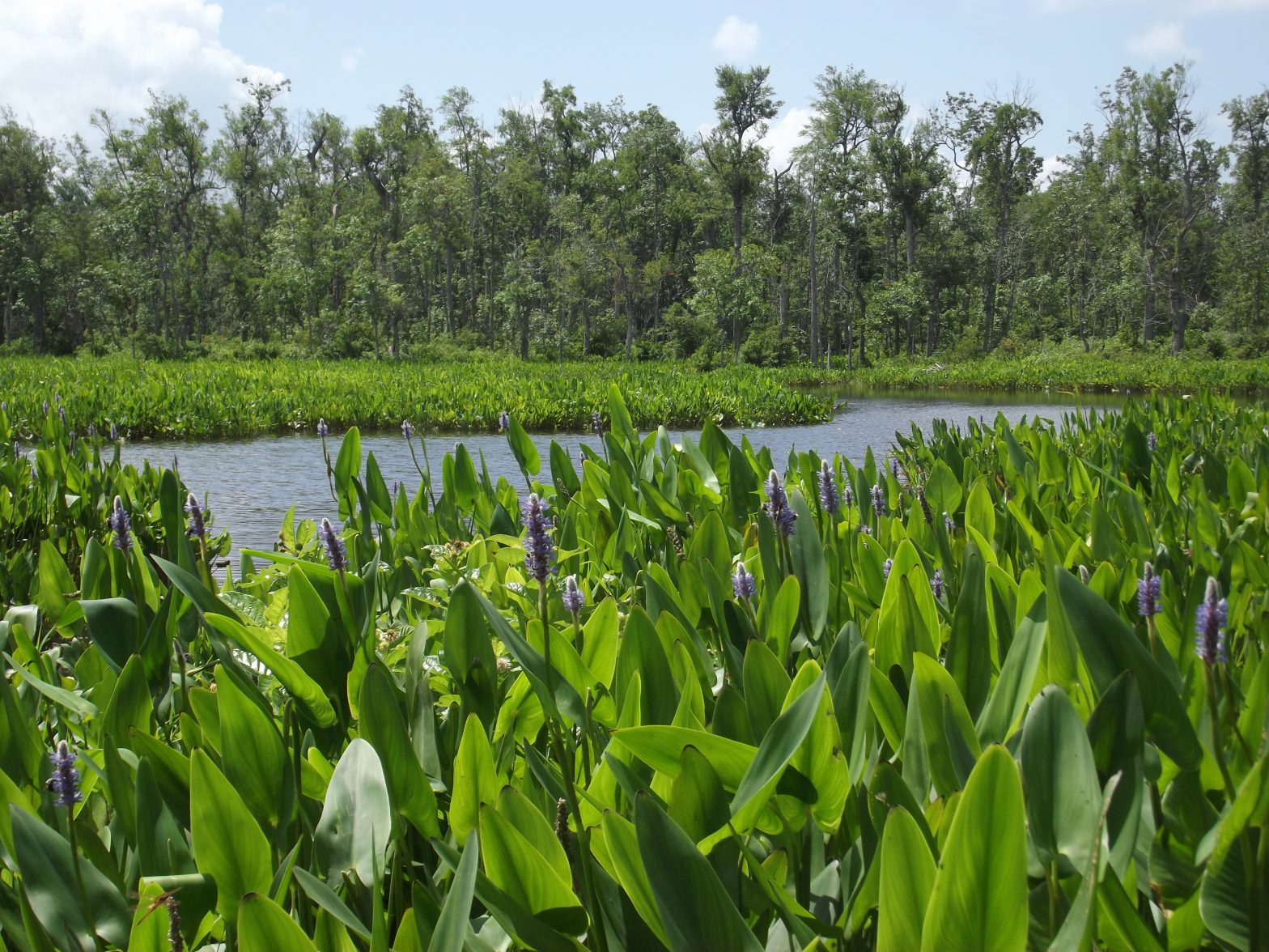 NFWF awards $1 million for multi-state wetlands restoration partnership