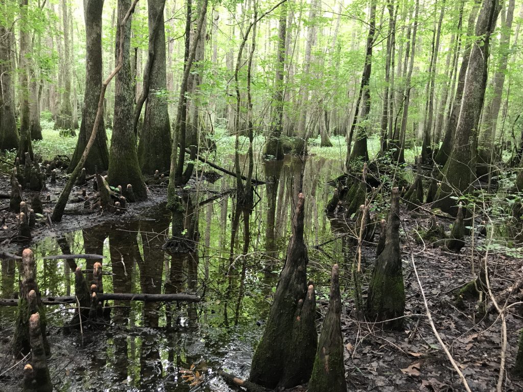 Southampton easement protects bottomland forest along Nottoway River