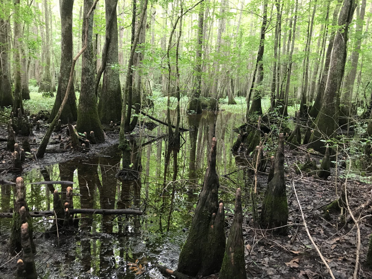 Southampton easement protects bottomland forest along Nottoway River