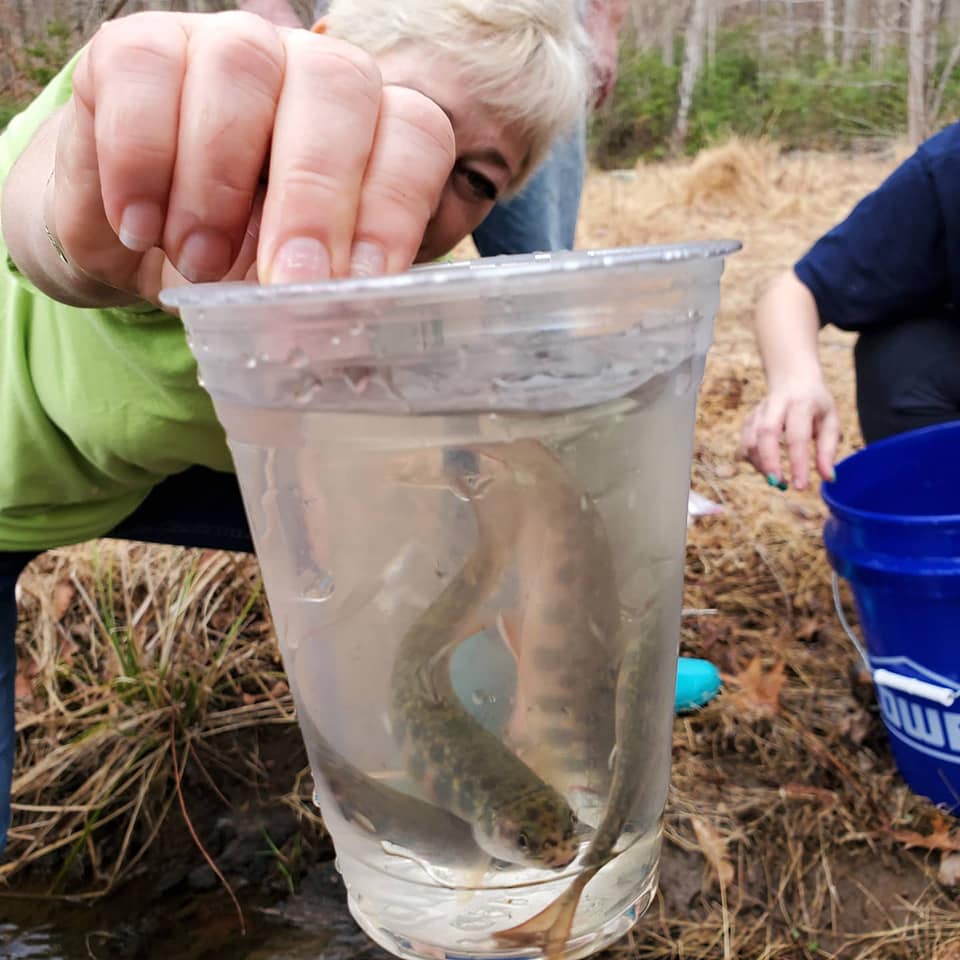 Brook trout re-introduction program continues at the Preserve, despite school closures