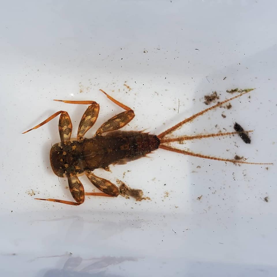 Brook trout re-introduction program continues at the Preserve, despite school closures