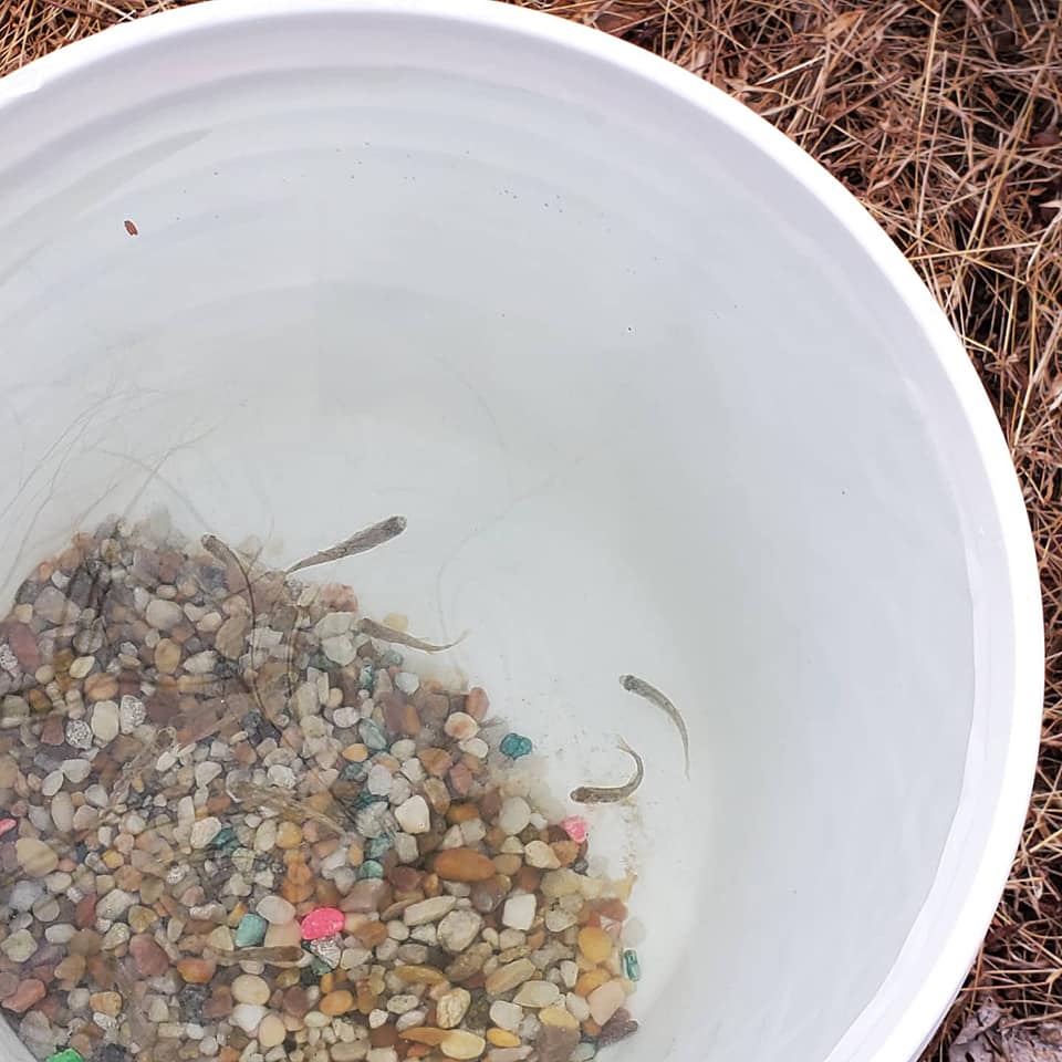 Brook trout re-introduction program continues at the Preserve, despite school closures