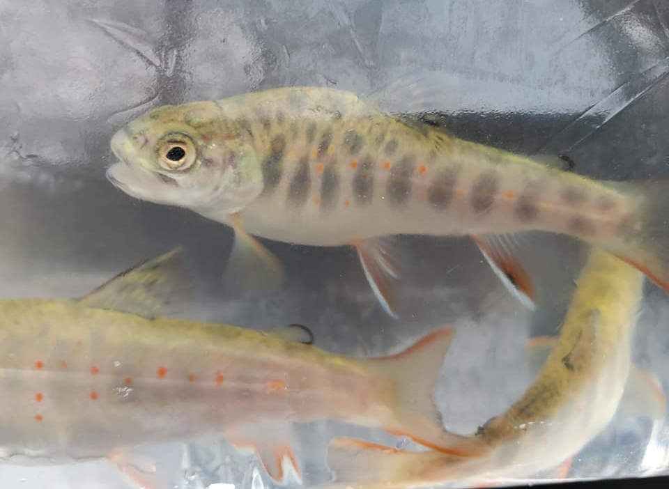 Brook trout re-introduction program continues at the Preserve, despite school closures