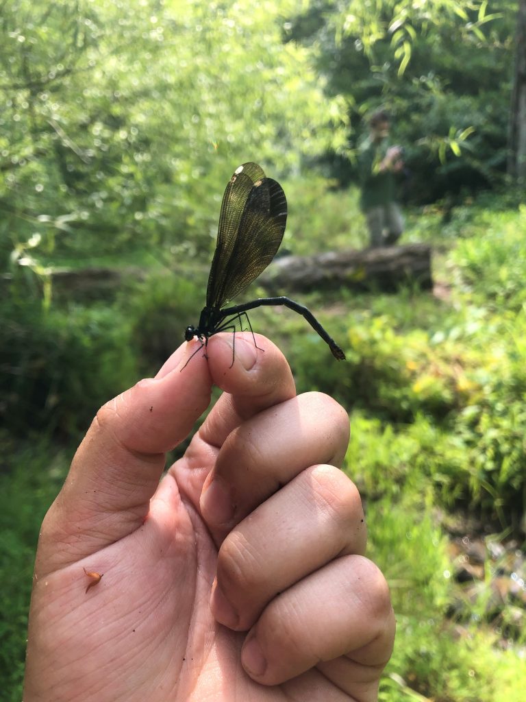 July Bug Love: Meredith Hart's introduction to insects on the Preserve