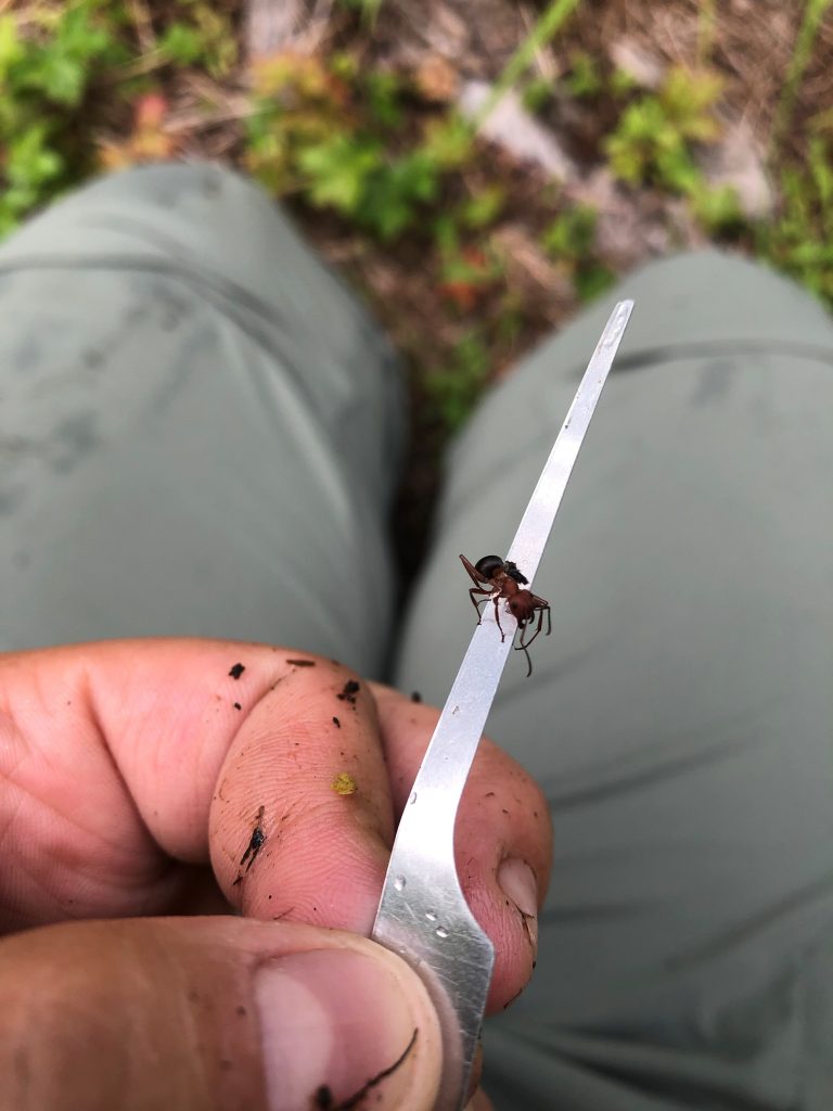 July Bug Love: Meredith Hart's introduction to insects on the Preserve