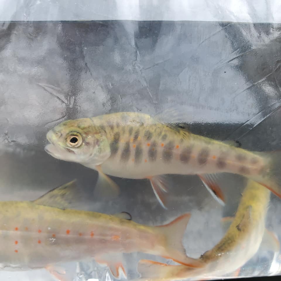 2020 Brook trout reintroduction season closes with highest number of releases the Preserve has seen yet