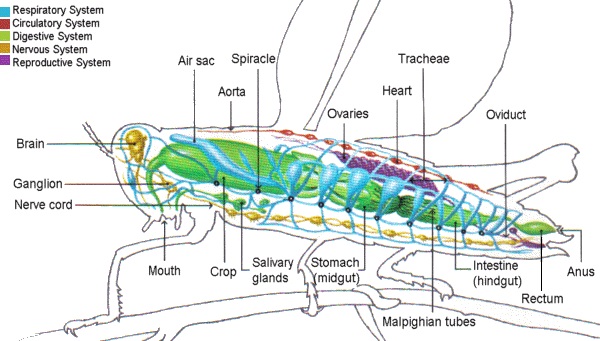 Diary of an Entomologist; from insect identification to circulatory system exploration