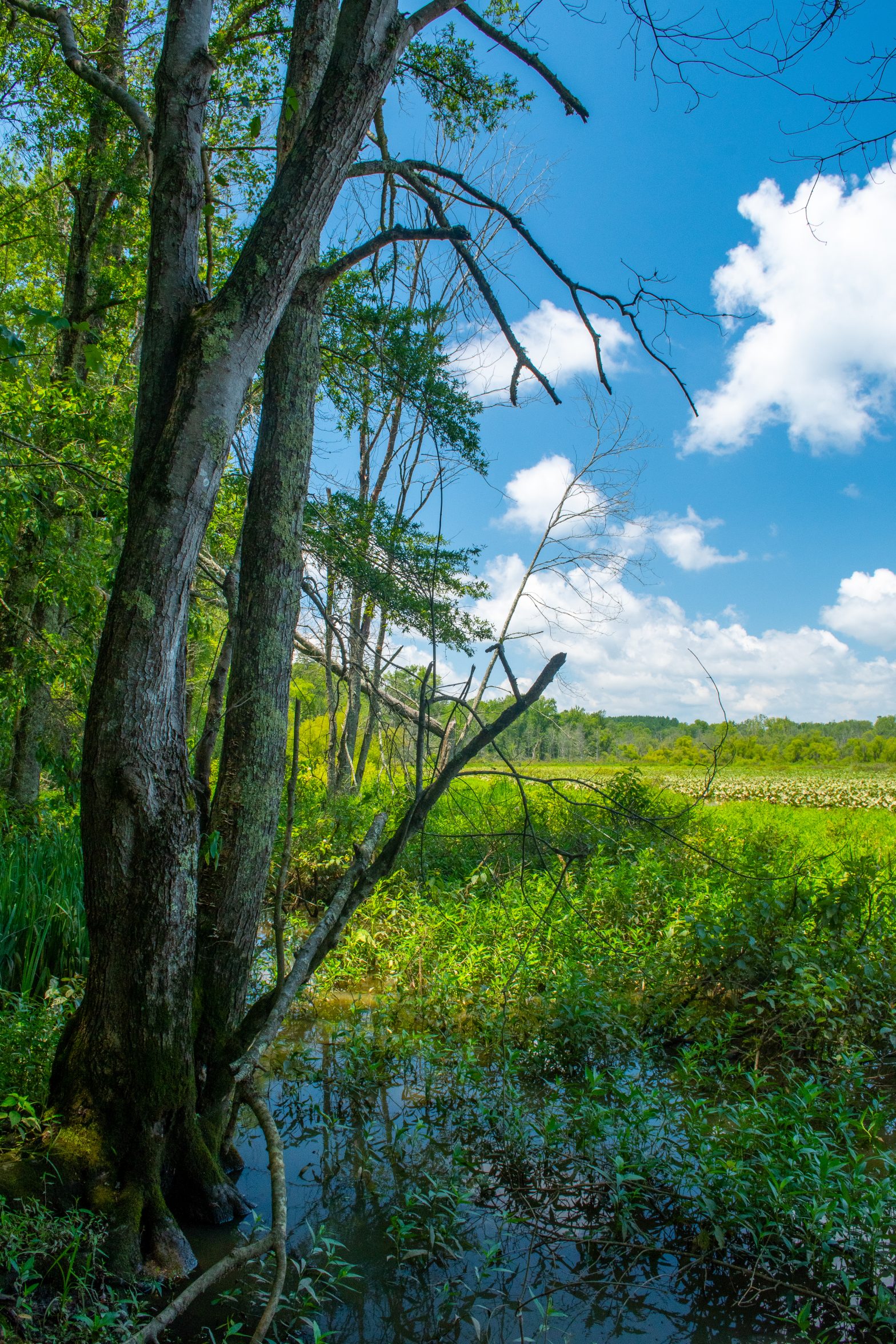 VOF grant helps to establish new State Forest in Charlotte Virginia
