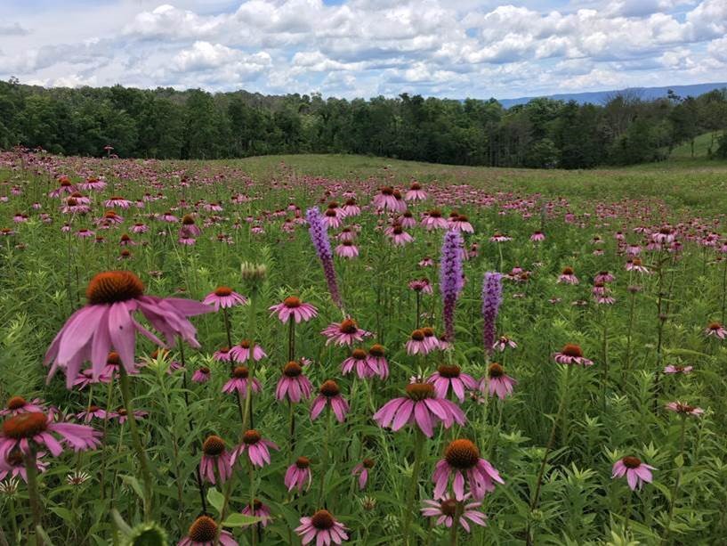 Grass Roots: Restoring Virginia's Grassland Legacy