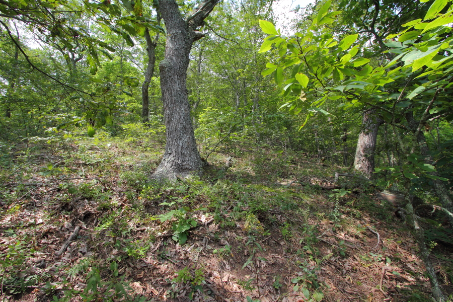 DCR expands Chestnut Ridge preserve in Giles with VOF grant