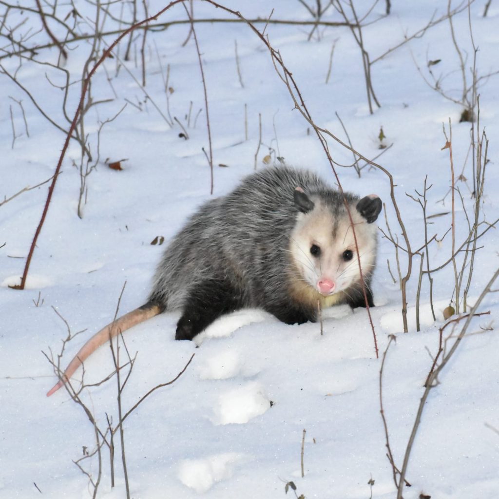 The Virginia Opossum and their ecosystem benefits