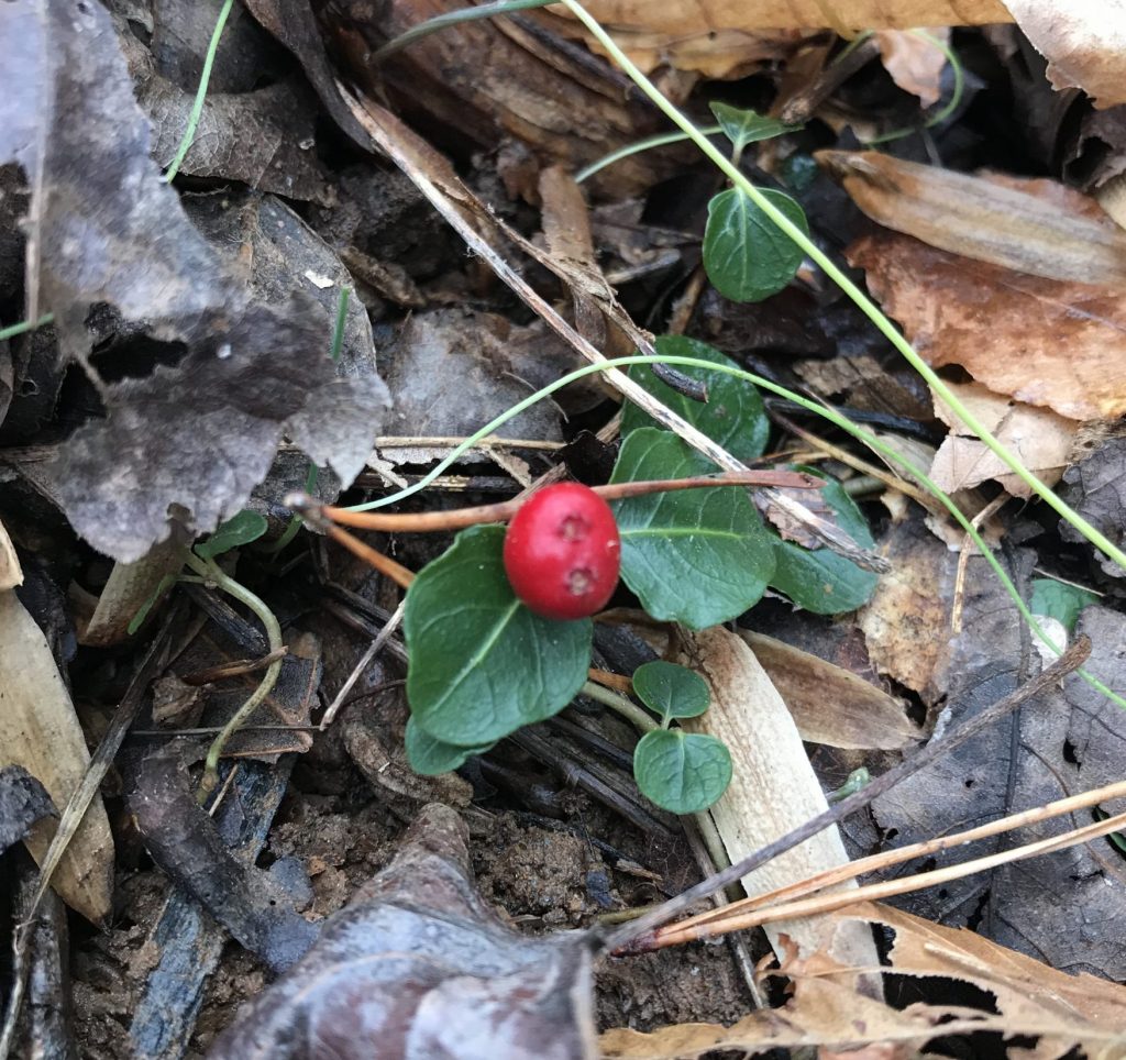 The Preserve's Winter Spotlight Species: Partridgeberry