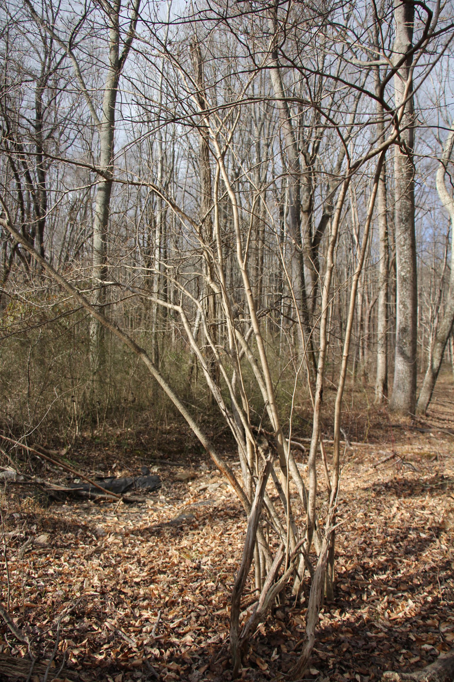 The Preserve's Winter Spotlight Species: American Witch Hazel