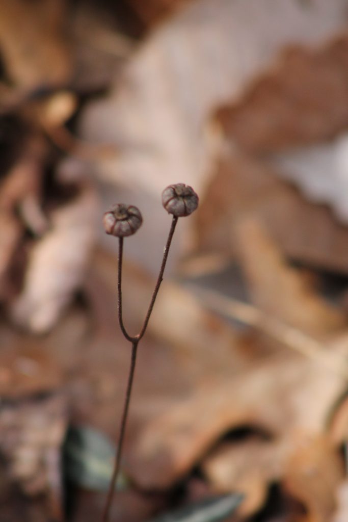 The Preserve's Winter Spotlight Species: Striped Wintergreen