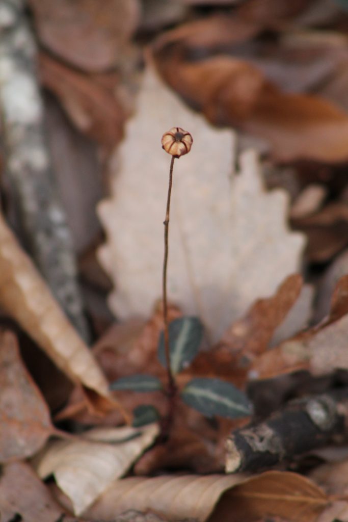 The Preserve's Winter Spotlight Species: Striped Wintergreen