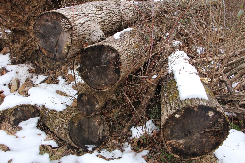 The Preserve's Winter Spotlight Species: Striped Wintergreen