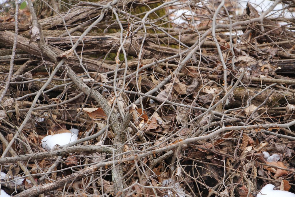 The Preserve's Winter Spotlight Species: Striped Wintergreen