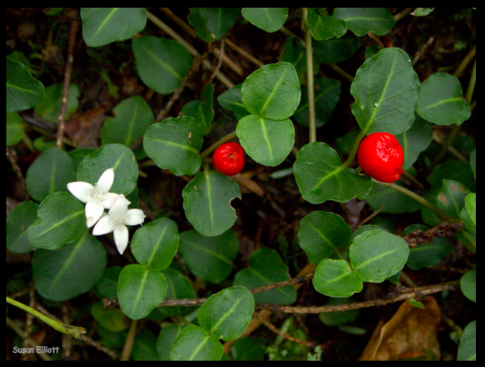 The Preserve's Winter Spotlight Species: Partridgeberry
