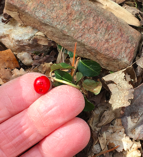 The Preserve's Winter Spotlight Species: Partridgeberry