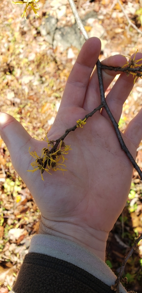 The Preserve's Winter Spotlight Species: American Witch Hazel