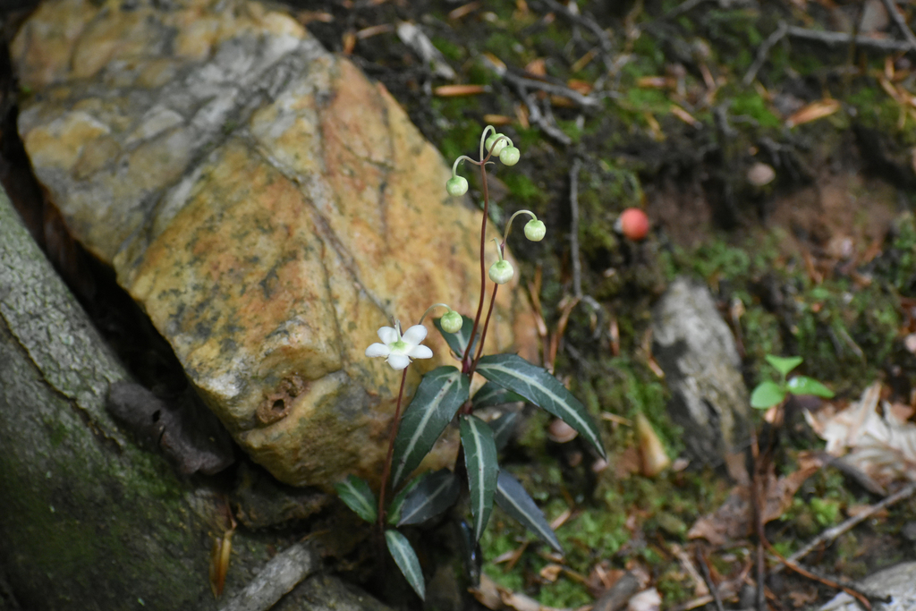 The Preserve's Winter Spotlight Species: Striped Wintergreen