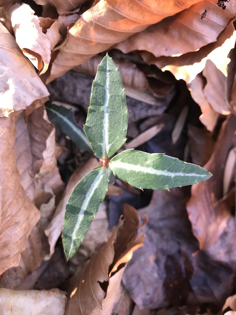 The Preserve's Winter Spotlight Species: Striped Wintergreen