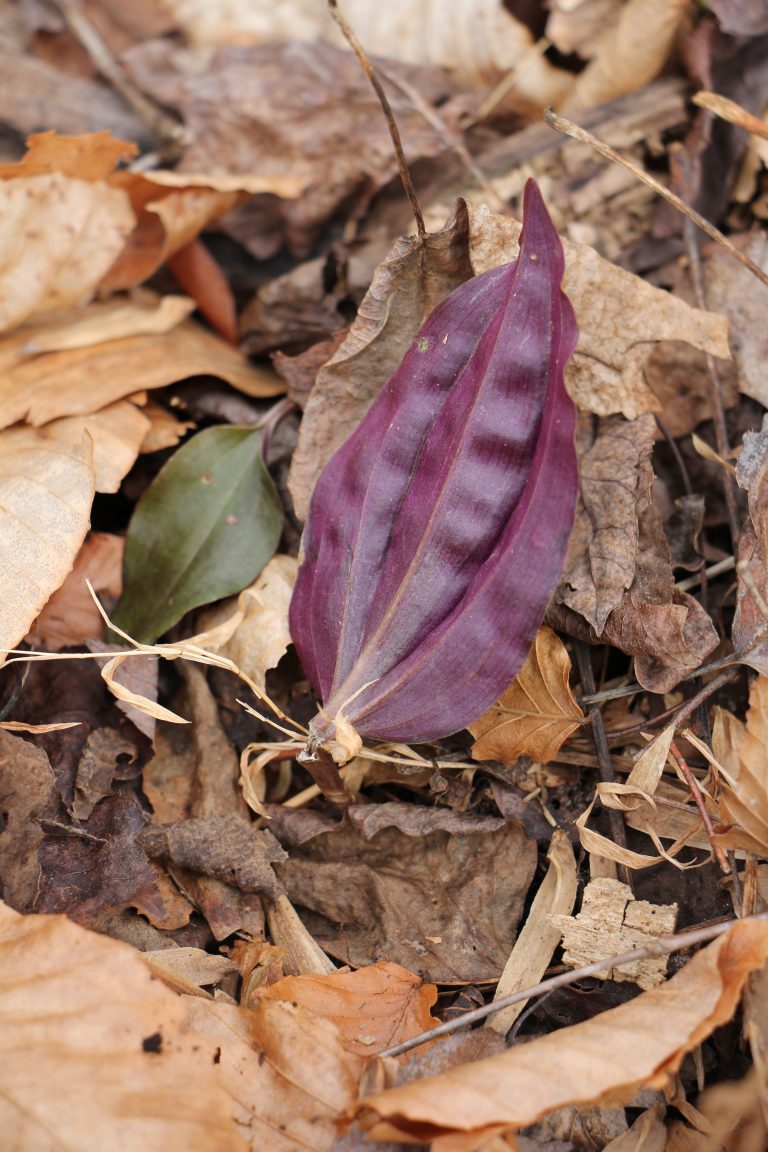 The Preserve's Winter Spotlight Species: Orchids Among Us