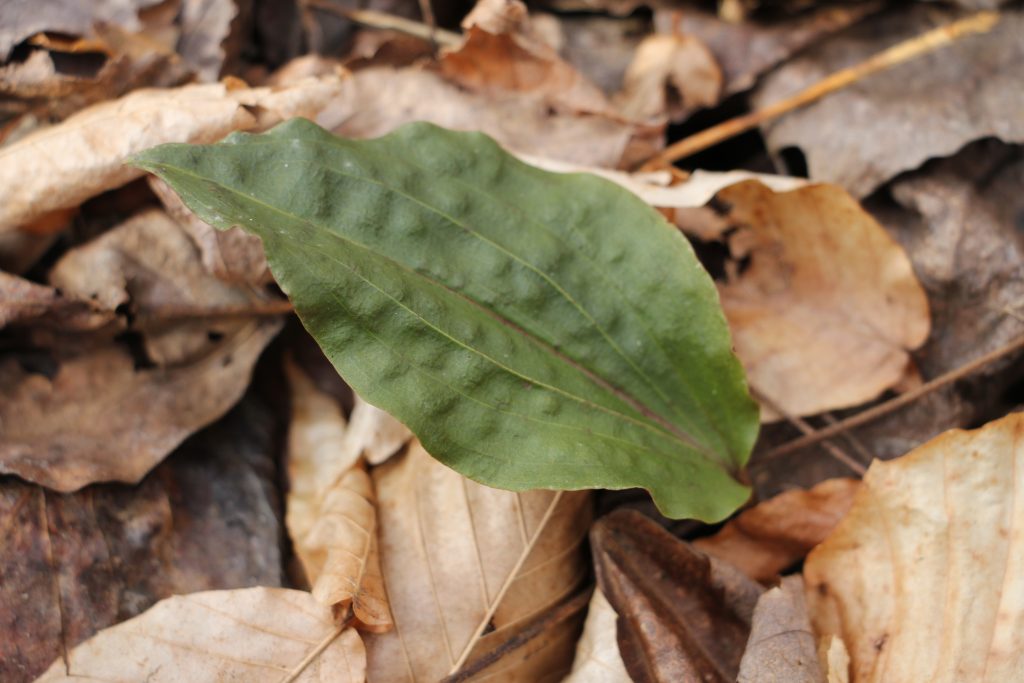 The Preserve's Winter Spotlight Species: Orchids Among Us