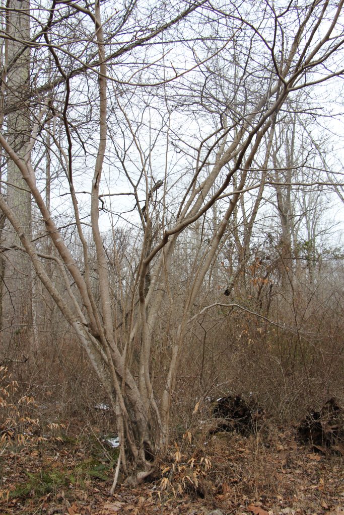 The Preserve's Winter Spotlight Species: American Witch Hazel