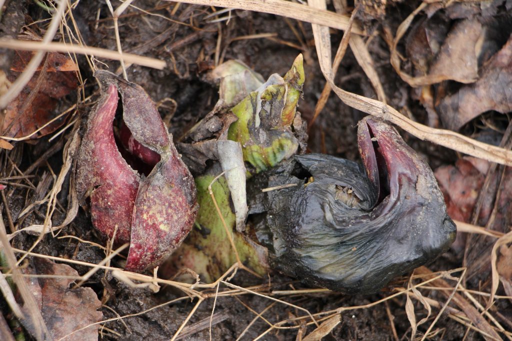 The Preserve's Spring Spotlight Species: Skunk Cabbage