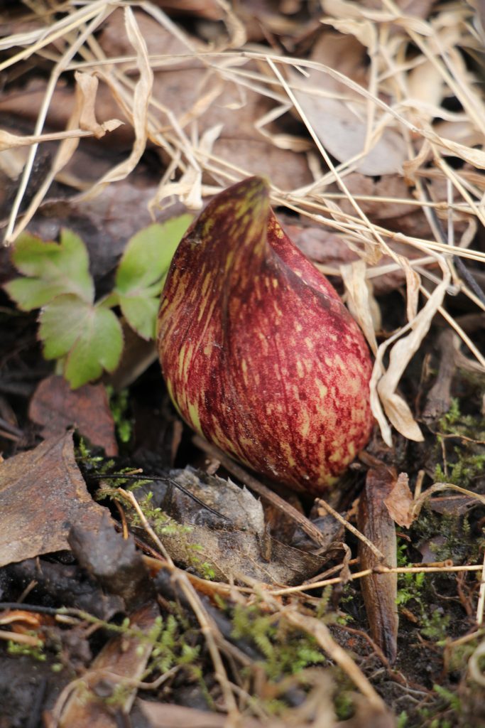 The Preserve's Spring Spotlight Species: Skunk Cabbage