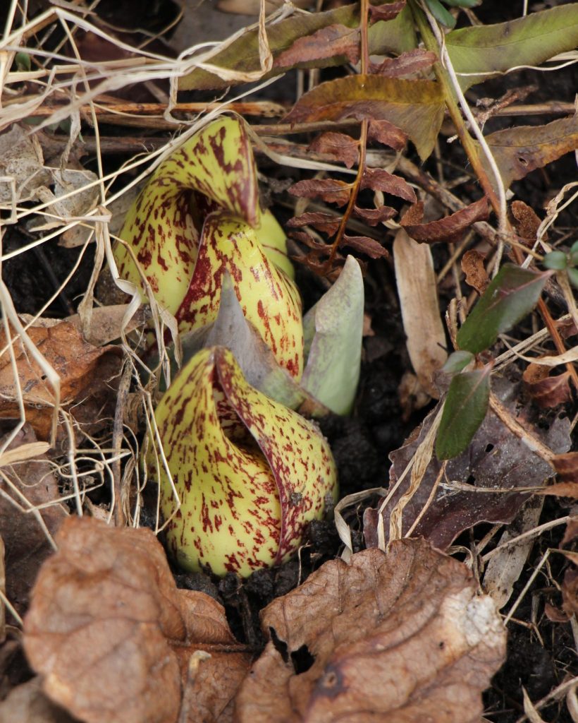 The Preserve's Spring Spotlight Species: Skunk Cabbage