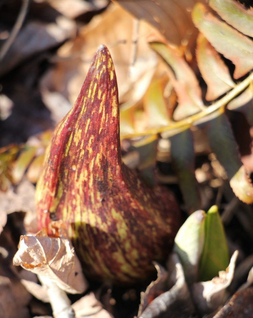 The Preserve's Spring Spotlight Species: Skunk Cabbage