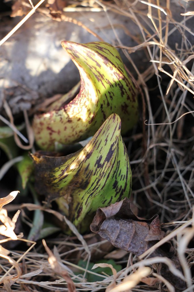 The Preserve's Spring Spotlight Species: Skunk Cabbage