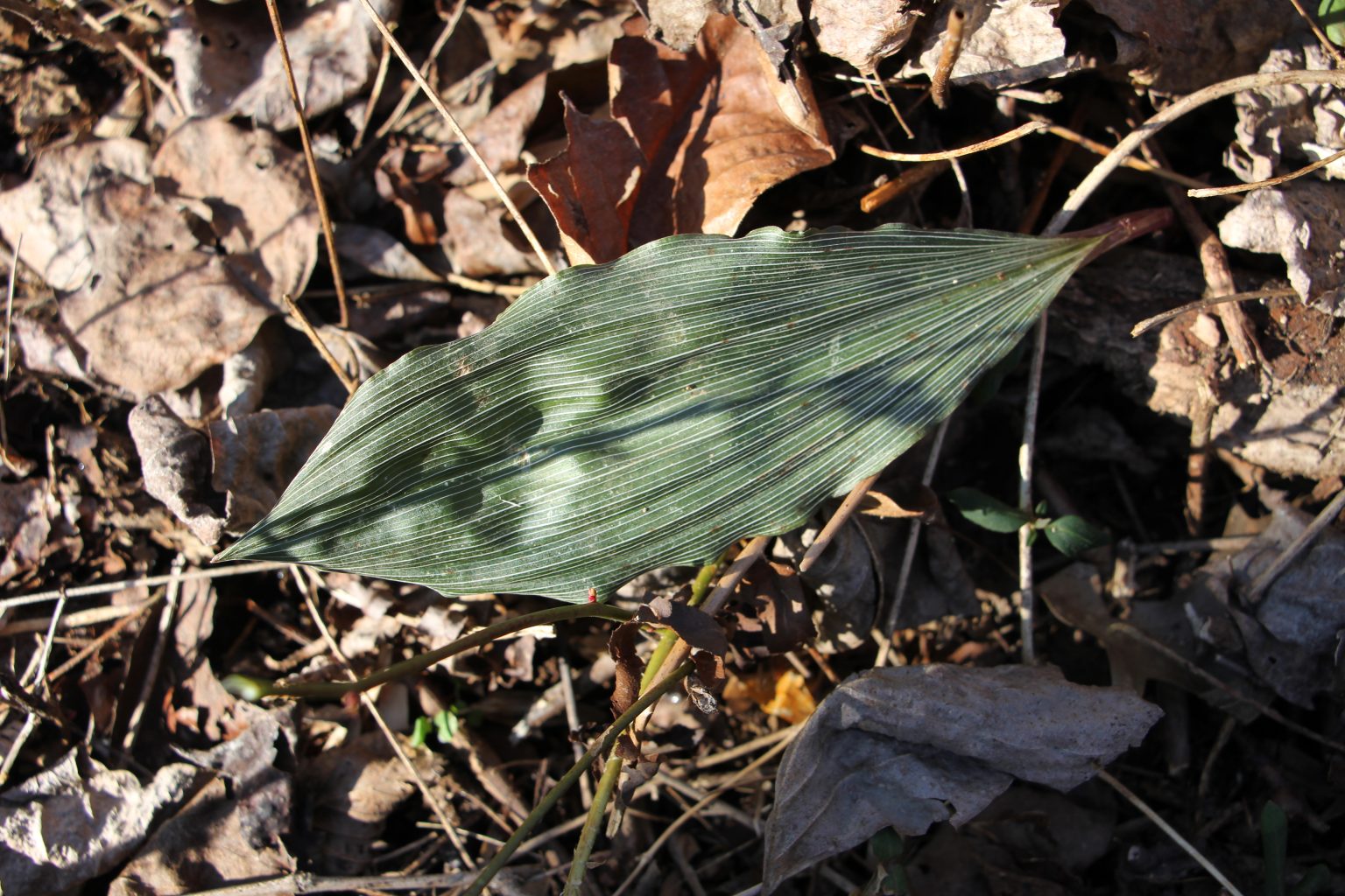 The Preserve's Winter Spotlight Species: Orchids Among Us