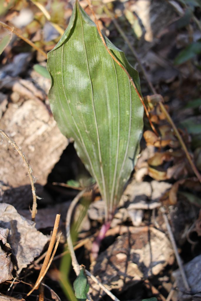 The Preserve's Winter Spotlight Species: Orchids Among Us